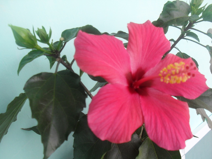  - HIBISCUS-2010-2011