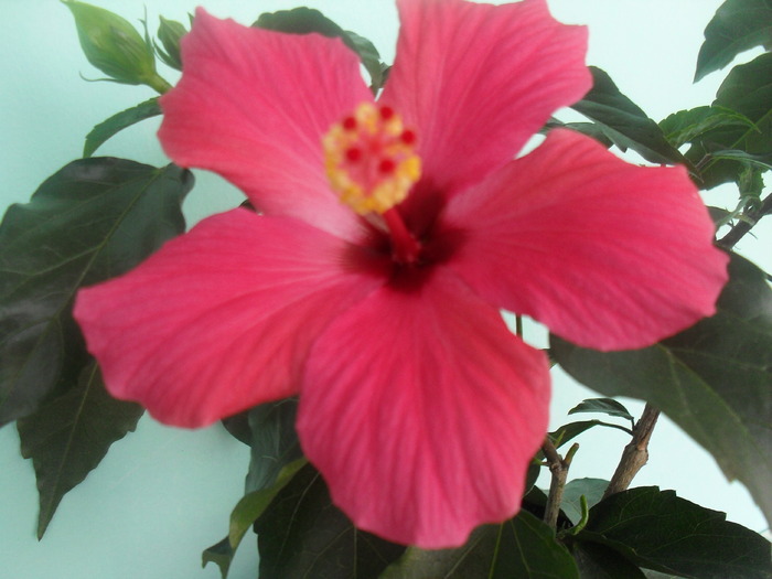  - HIBISCUS-2010-2011