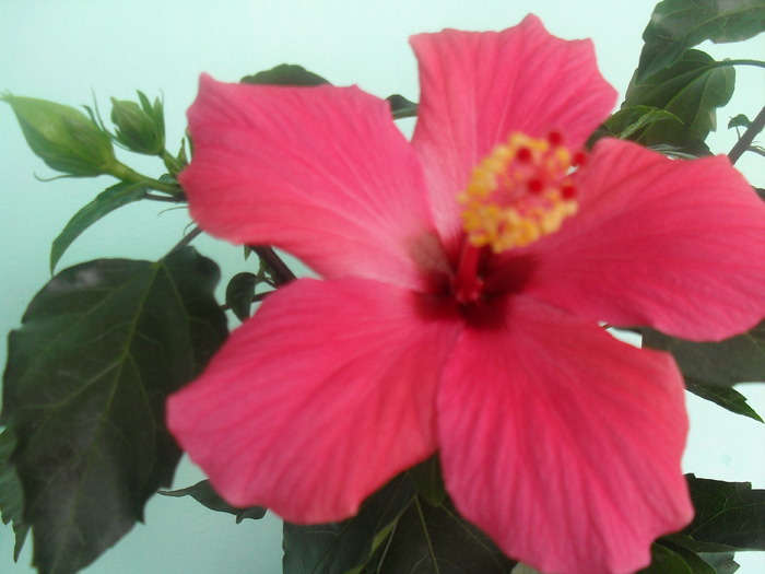  - HIBISCUS-2010-2011