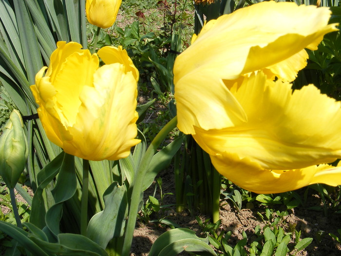 2010_0501(011) - Lalele