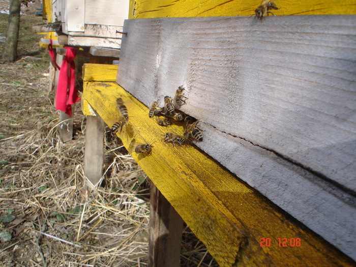 DSC09038 - APICULTURA 2010