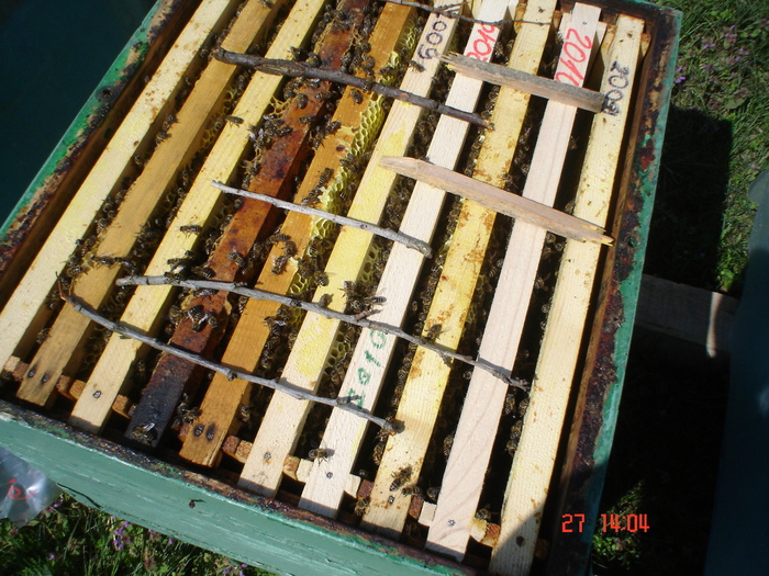 DSC00174 - APICULTURA 2010