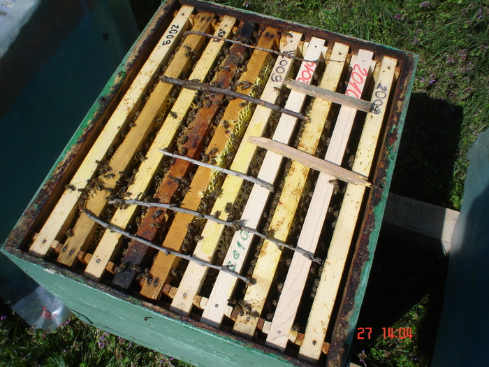 DSC00175 - APICULTURA 2010