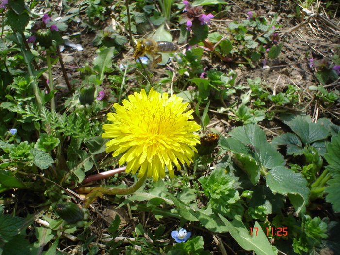 DSC00017