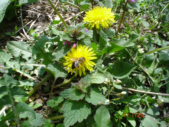 DSC00018