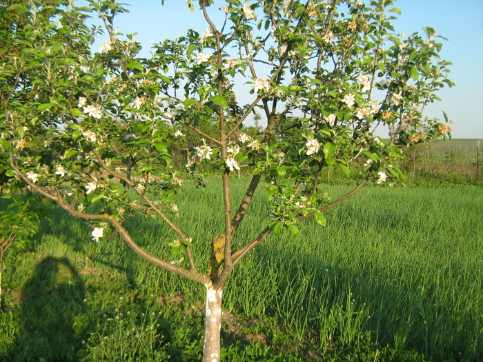 GRADINA IN MAI; MAR
