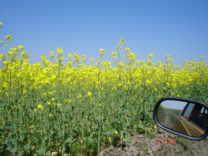 DSC00361