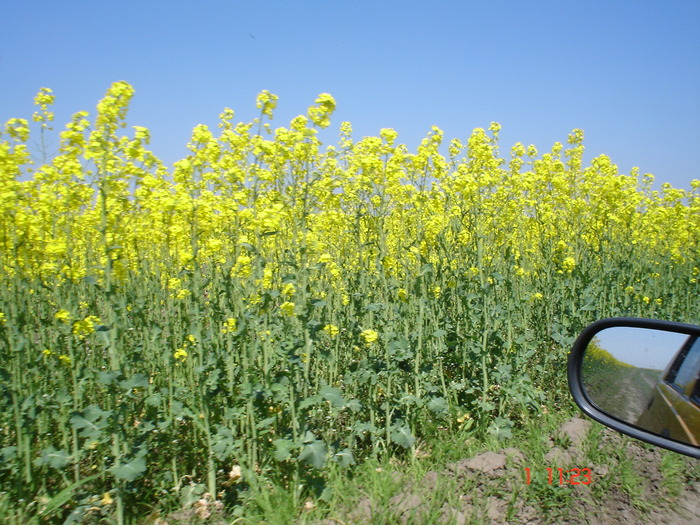 DSC00360