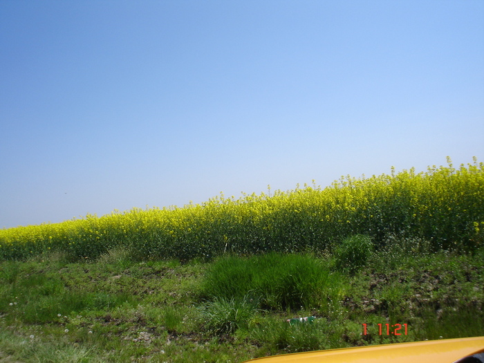 DSC00356