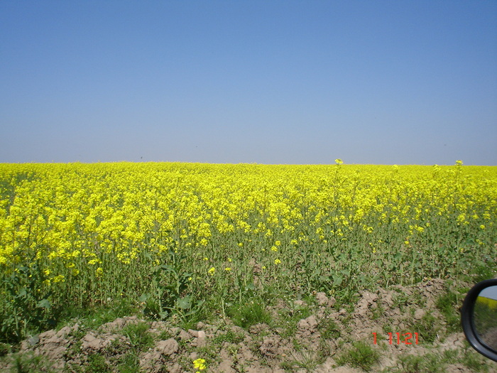 DSC00353