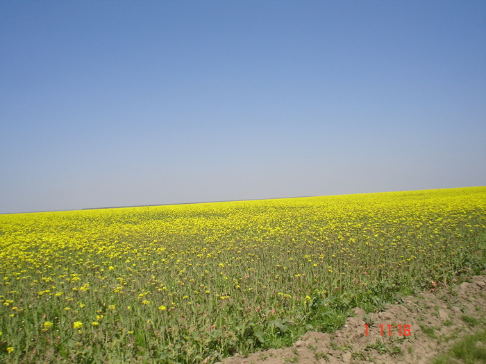 DSC00348 - APICULTURA 2010