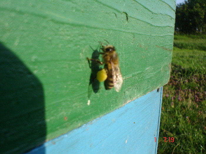 DSC00313 - APICULTURA 2010