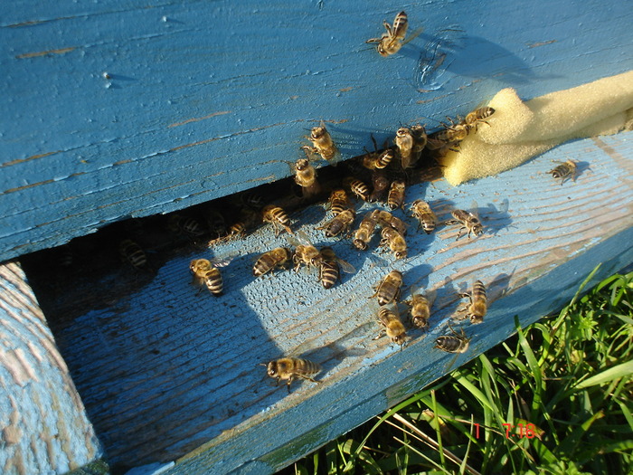 DSC00312 - APICULTURA 2010