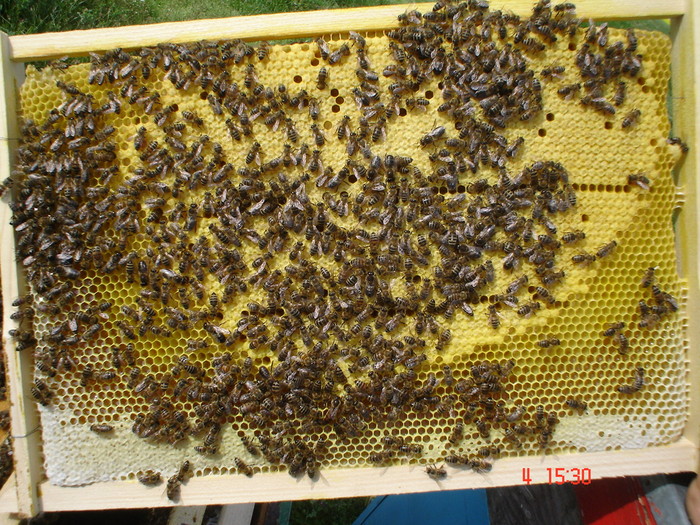 DSC00368 - APICULTURA 2010