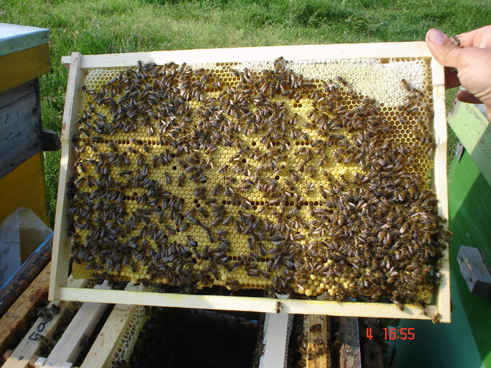 DSC00381 - APICULTURA 2010