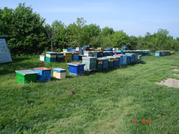 DSC00431 - APICULTURA 2010