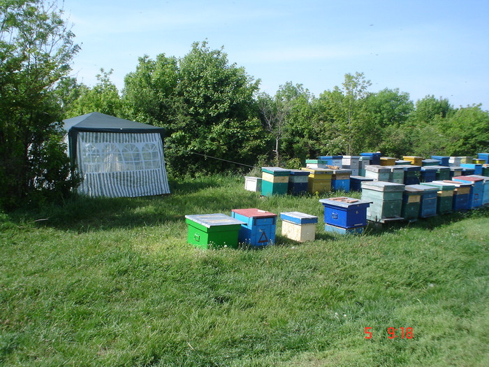 DSC00432 - APICULTURA 2010