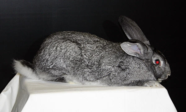 chinchilla