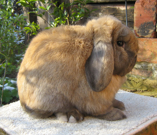 mini lop (berbec pitic)