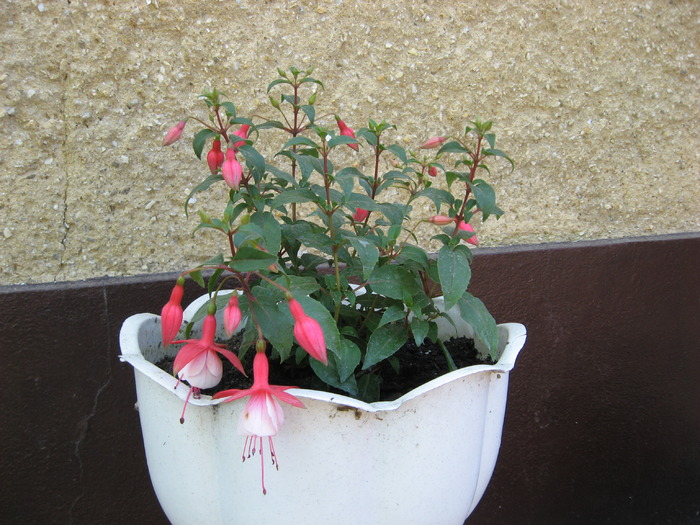 IMG_0045 - fuchsia