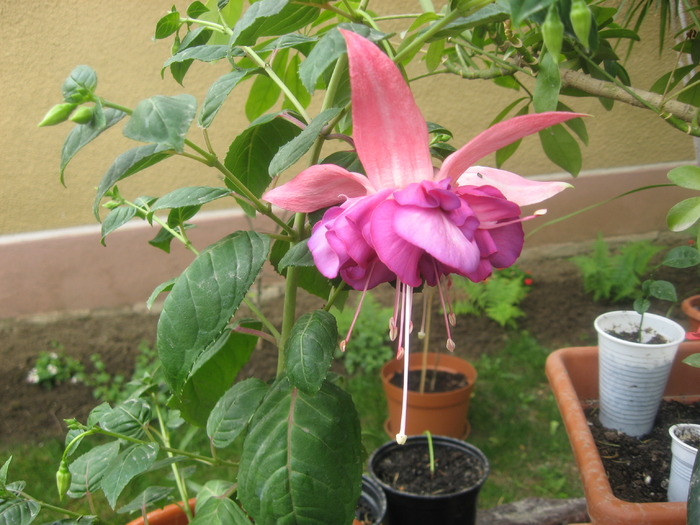 IMG_0081 - fuchsia