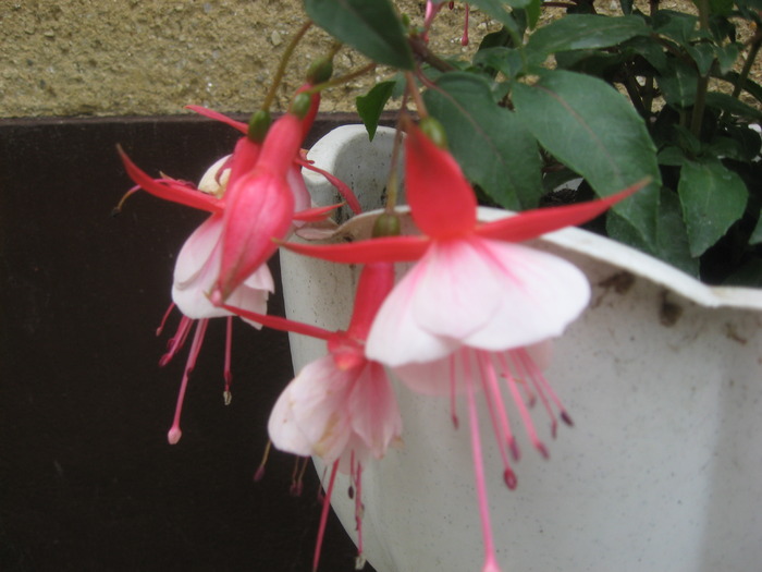 IMG_0086 - fuchsia