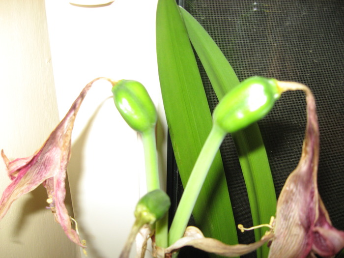 2-3.04.2010 - amarilis - seminte