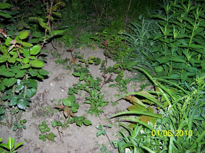 100_6771 - Diverse Flori