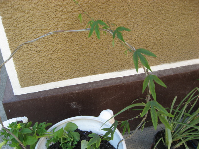 06.05.2010 - passiflora