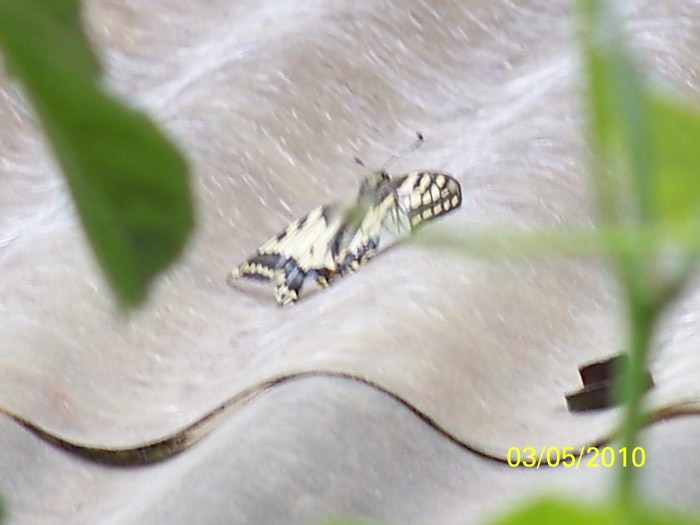 100_6989 - Diverse Flori