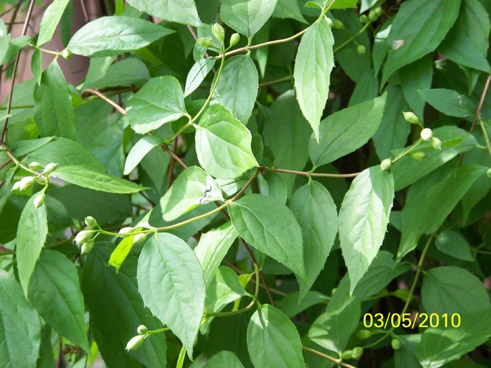 100_6997 - Diverse Flori