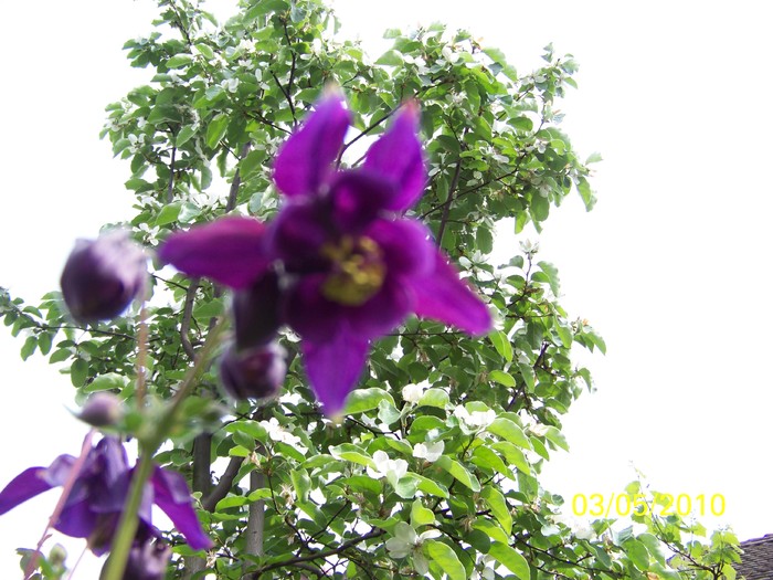 100_7004 - Diverse Flori
