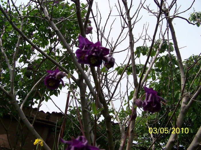 100_7030 - Diverse Flori
