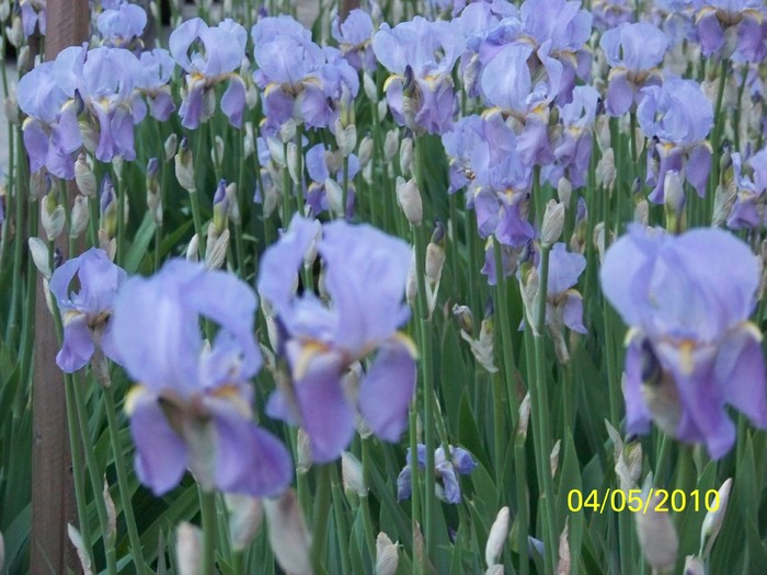 100_7214 - Diverse Flori