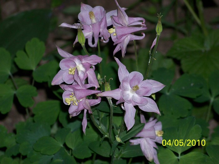 100_7240 - Diverse Flori