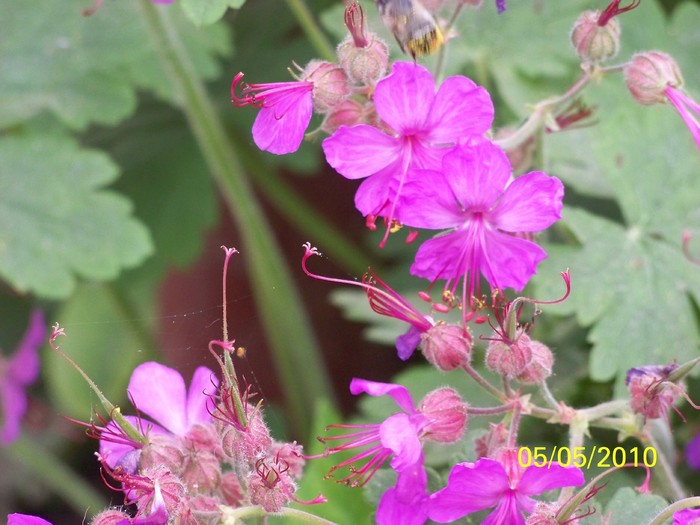 100_7272 - Diverse Flori