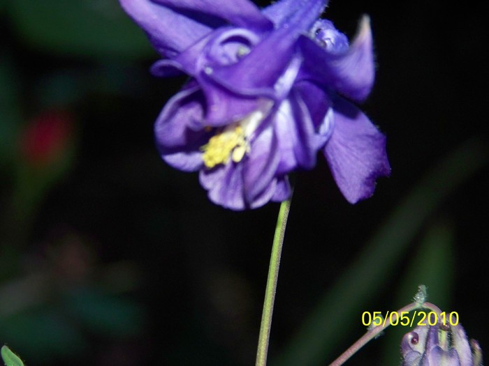 100_7390 - Diverse Flori