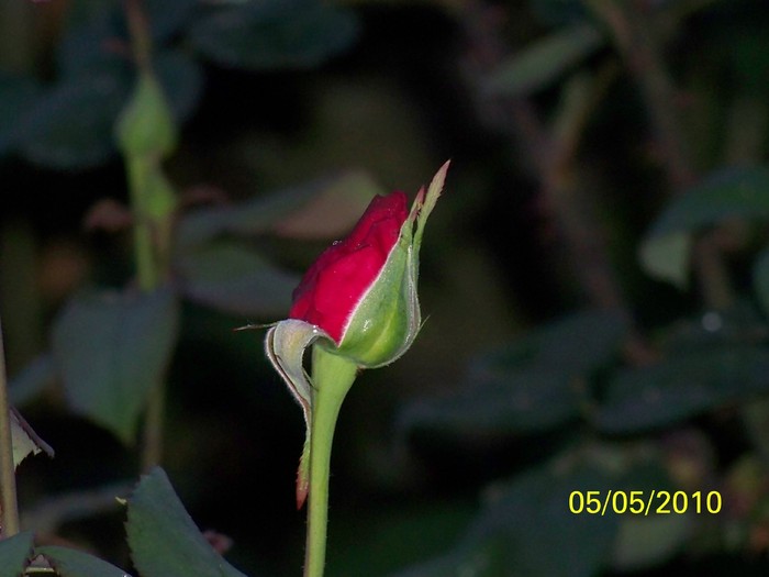 100_7405 - Diverse Flori