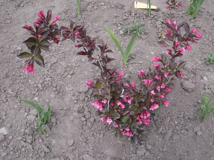 Weigela Princess Red - Gradina de flori 2010