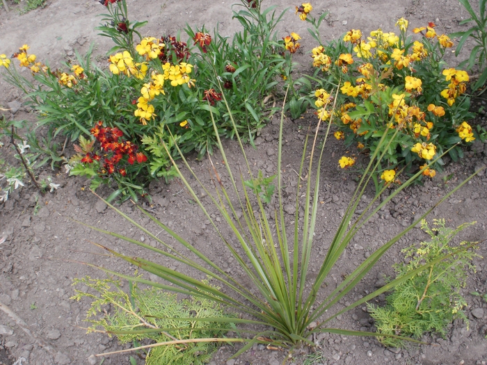 Yucca Thompsoniana - Gradina de flori 2010