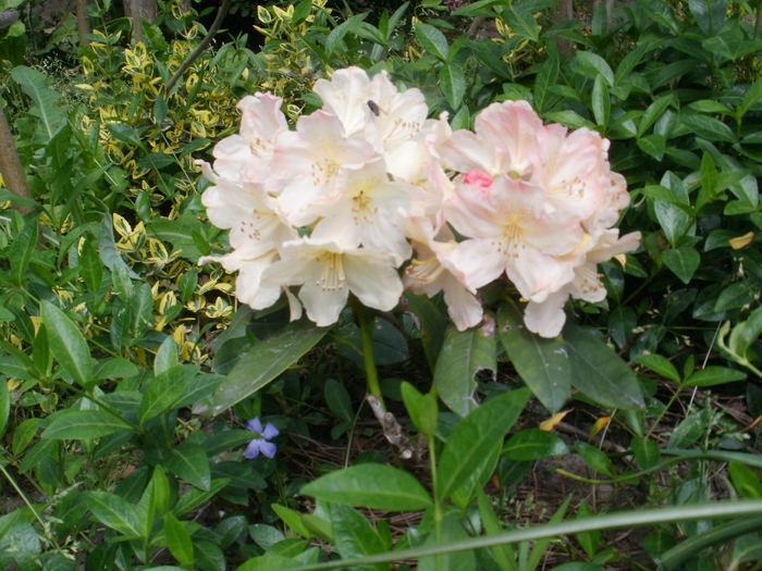 Rhododendron - Gradina de flori 2010