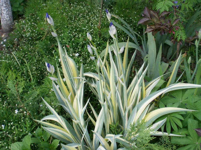 Iris Variegat - Gradina de flori 2010