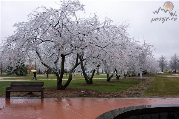 frozen_cherry_tree_4_L - natura de azi