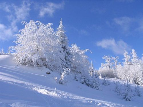 peisaj-de-iarna-poiana - natura de azi