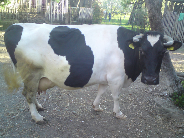 vaca hollstein - animale