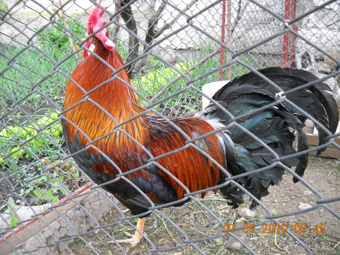 COCOS ITALIAN POTARNICHIU