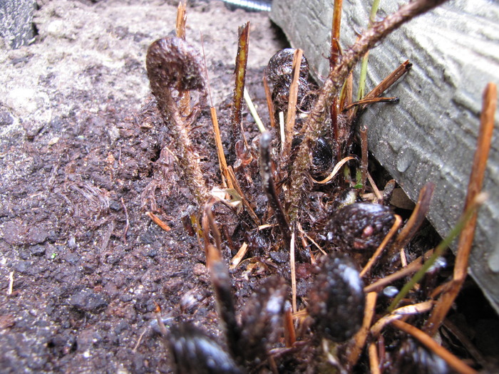 Feriga Dryopteris Erytnrosora 7 mai 2010 - Ferigi