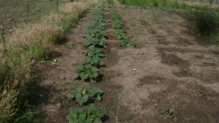 DOVLECEI - GRADINA 2009