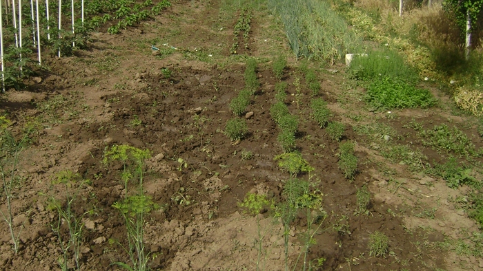 GRADINA DE LEGUME