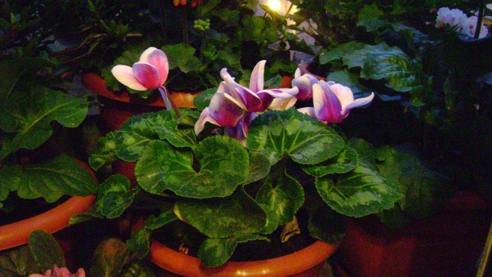 CYCLAMEN 1